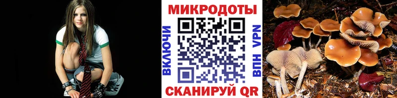 Галлюциногенные грибы Psilocybe  omg как войти  Кашин 